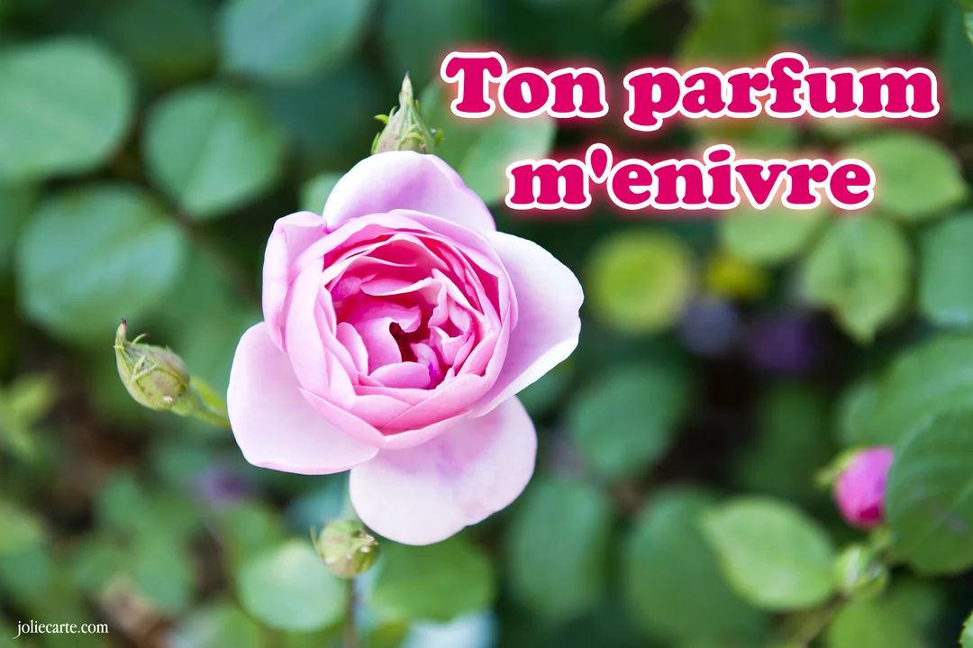 Gros plan sur une rose rose épanouie, ses pétales délicats au centre, sur un arrière-plan flou de feuillage vert luxuriant.