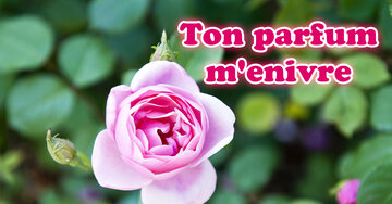 Aperçu de la carte : Ton parfum m'enivre