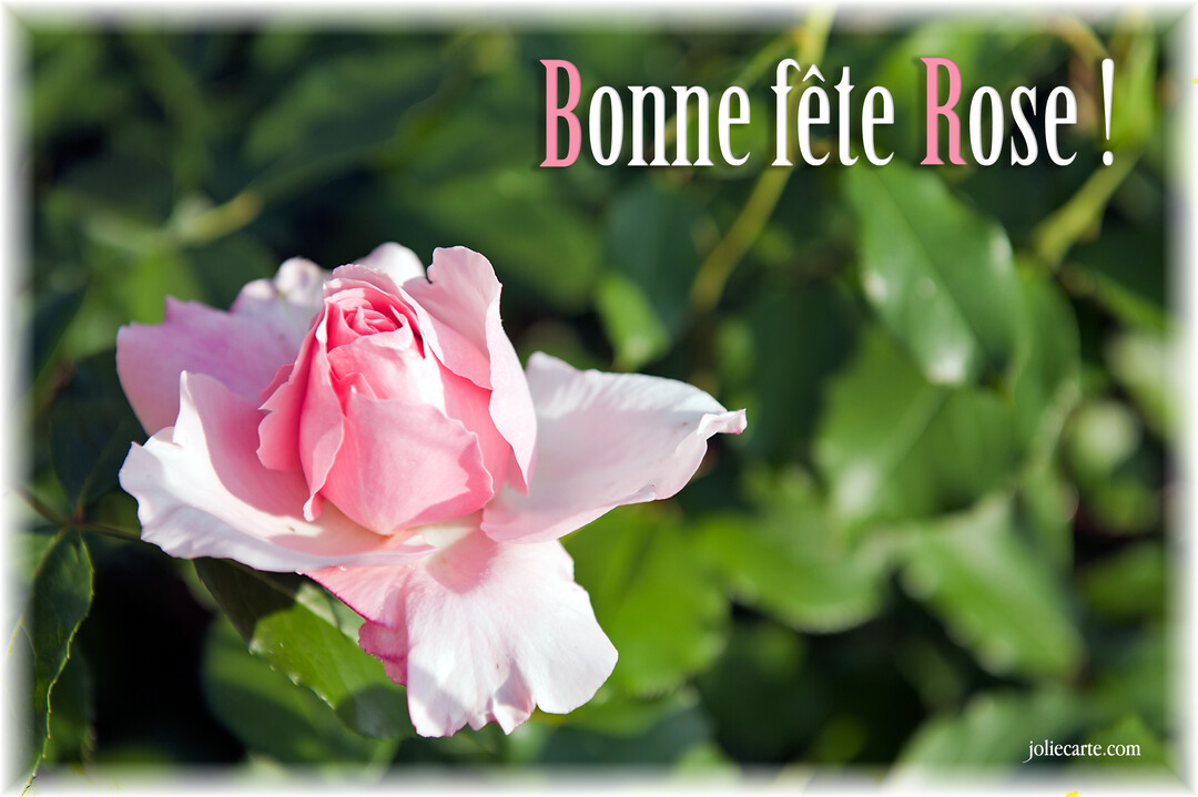 Une photographie en gros plan d'une fleur de rose rose épanouie, avec le texte 'Bonne fête Rose !' superposé sur un fond de feuilles vertes.
