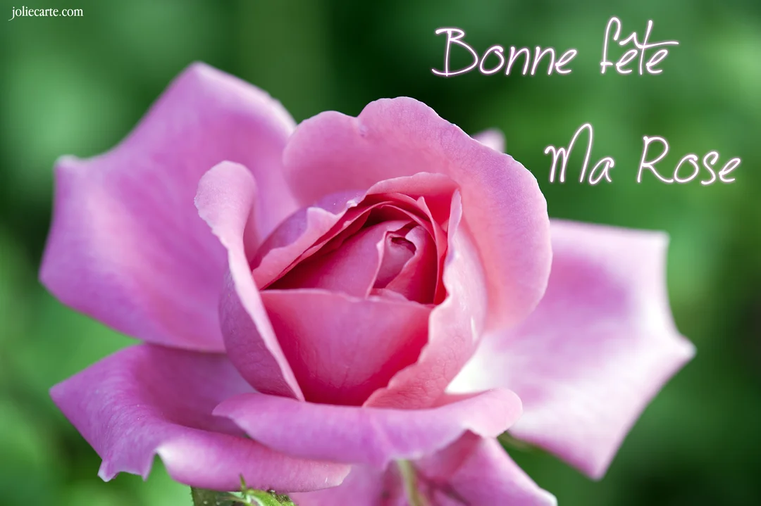 Photographie en gros plan d'une rose rose en pleine floraison sur un fond vert flou, avec l'inscription manuscrite et lumineuse 'Bonne Fête ma Rose'.