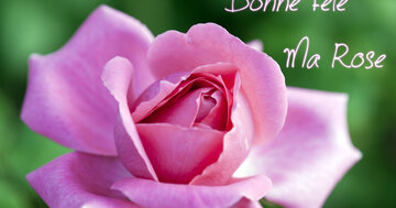 Aperçu de la carte : Bonne Fête ma Rose