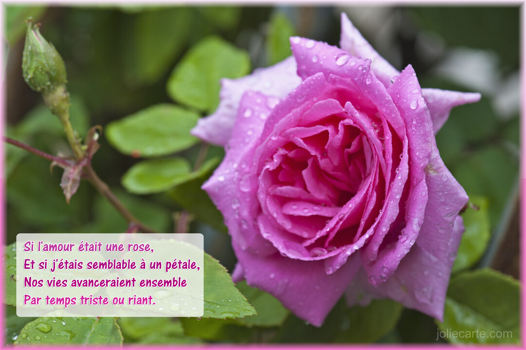 Gros plan d'une rose rose épanouie, parsemée de gouttes de rosée, avec un bouton de fleur et du feuillage vert en arrière-plan.