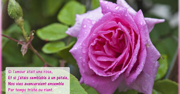 Aperçu de la carte : « Si l'amour était une rose... nos vies avanceraient ensemble... »