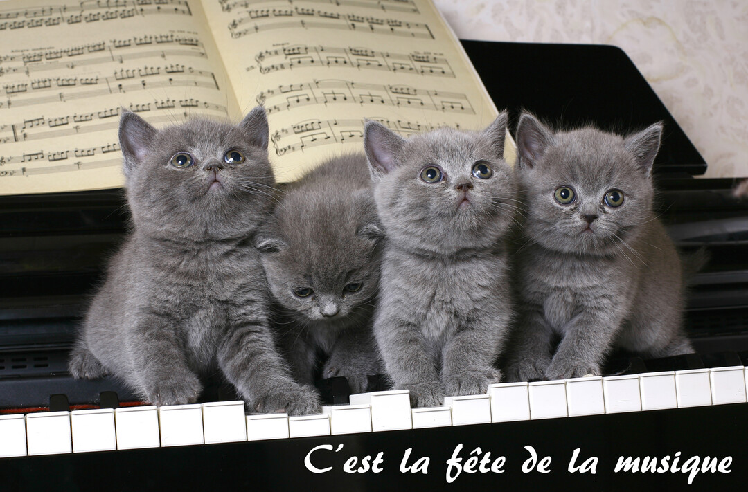 Une photographie de quatre chatons gris assis en rang sur le clavier d'un piano, avec une partition de musique ouverte derrière eux.