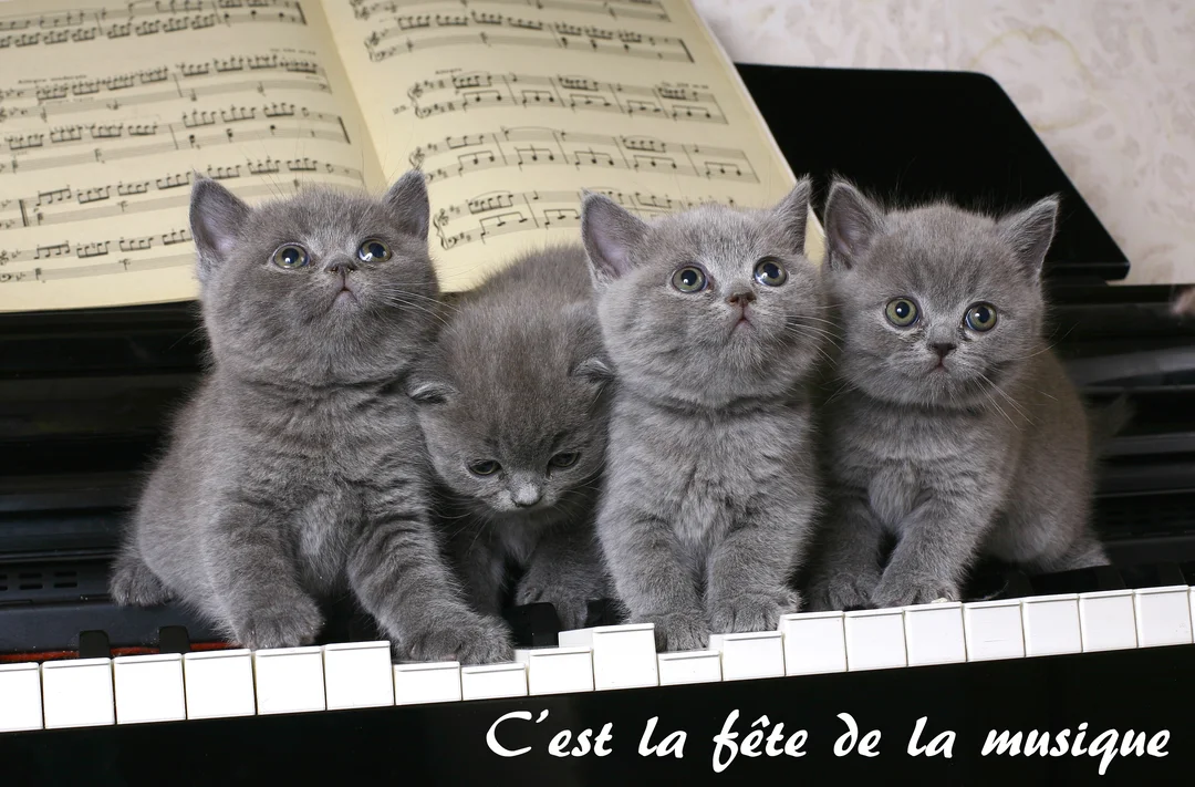 Une photographie de quatre chatons gris assis en rang sur le clavier d'un piano, avec une partition de musique ouverte derrière eux.