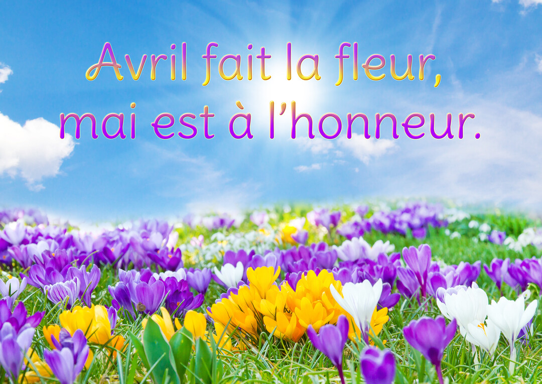 Un champ de crocus violets, jaunes et blancs s'étend sous un ciel bleu lumineux où est inscrit un proverbe sur le printemps.