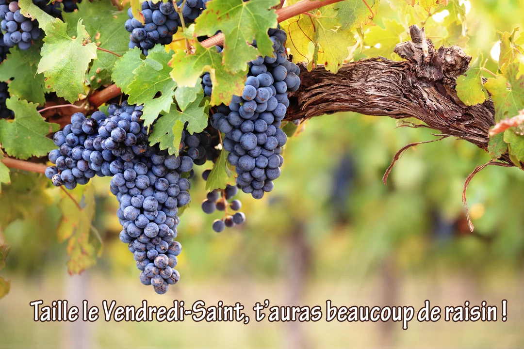 Une photographie ensoleillée montrant des grappes de raisin violet foncé pendant à une branche de vigne noueuse, avec des feuilles vertes en arriÚre-plan.