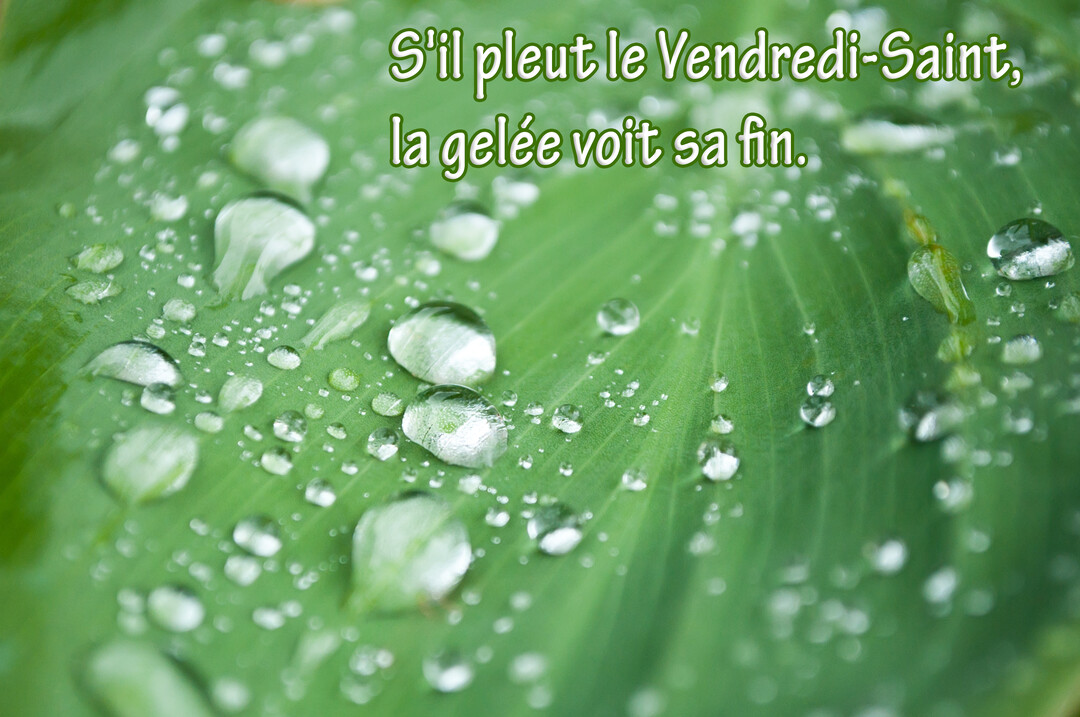 Gros plan sur une large feuille verte nervurée, couverte de nombreuses gouttes de pluie transparentes, avec le texte d'un dicton superposé.