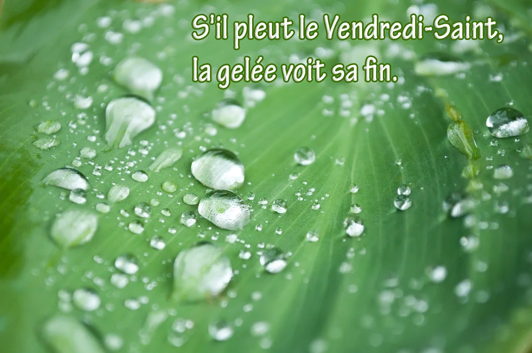 Gros plan sur une large feuille verte nervurée, couverte de nombreuses gouttes de pluie transparentes, avec le texte d'un dicton superposé.