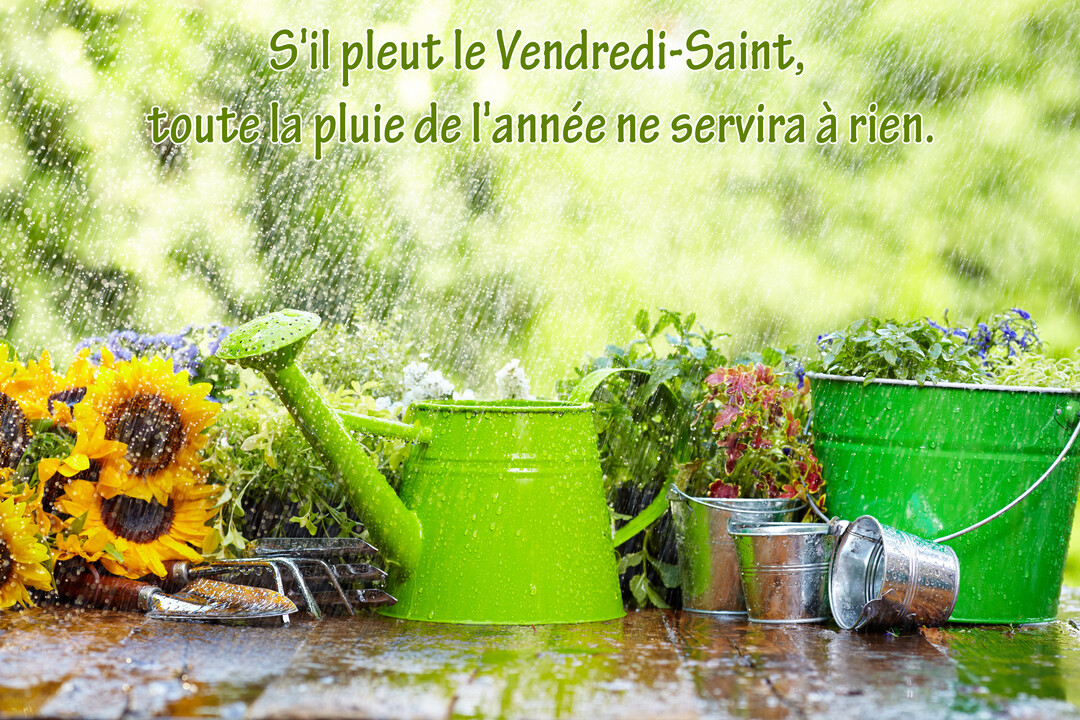 Une composition de jardinage avec un arrosoir vert, des tournesols et des seaux en métal sous une pluie battante, sur une table mouillée.