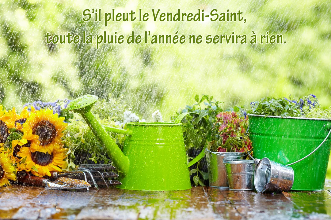 Une composition de jardinage avec un arrosoir vert, des tournesols et des seaux en métal sous une pluie battante, sur une table mouillée.