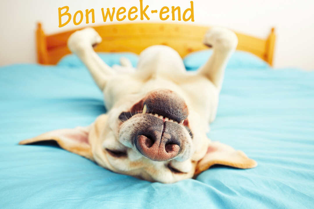 En gros plan, un chien Labrador souriant est couché sur le dos dans un lit, les pattes en l'air, dans une posture de pure détente.