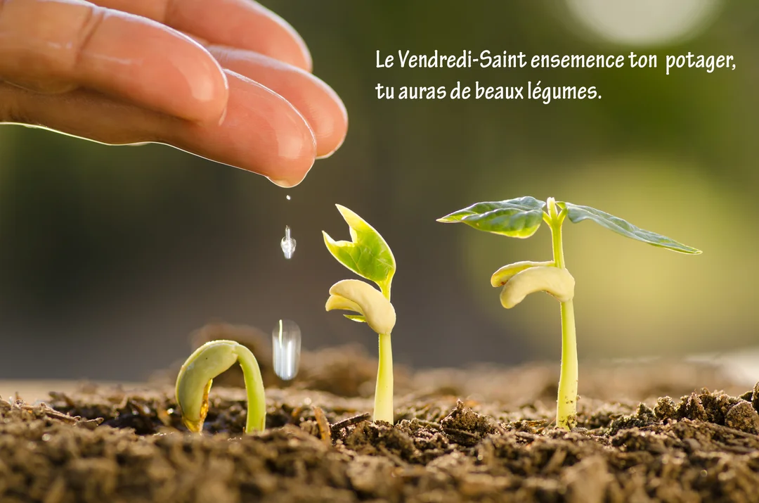 En gros plan, une main humaine verse délicatement des gouttes d'eau sur trois petites pousses de haricot qui germent dans une terre brune.