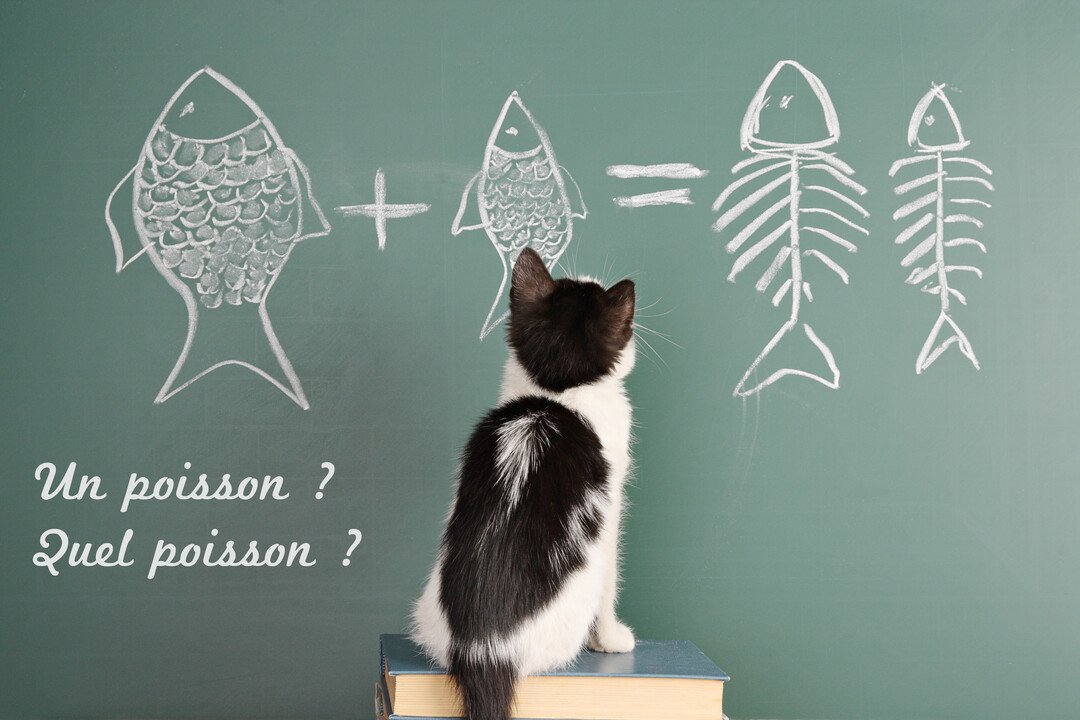 Un chaton noir et blanc est assis sur des livres, le dos tourné, fixant une équation humoristique dessinée à la craie sur un tableau vert.