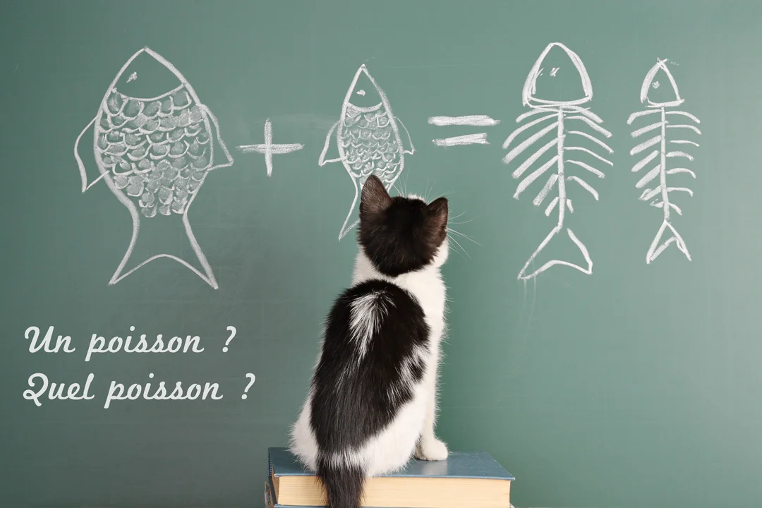 Un chaton noir et blanc est assis sur des livres, le dos tourné, fixant une équation humoristique dessinée à la craie sur un tableau vert.