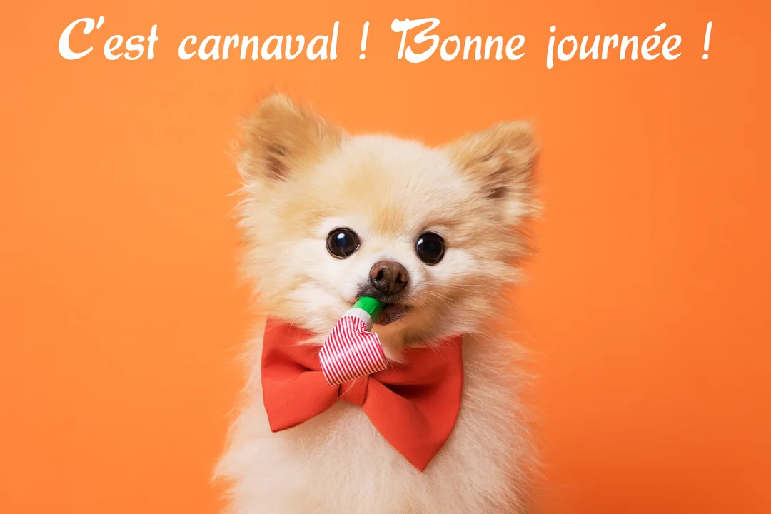 Un petit chien spitz nain au pelage crème, portant un nœud papillon rouge et tenant un sifflet de fête, sur un fond orange uni.