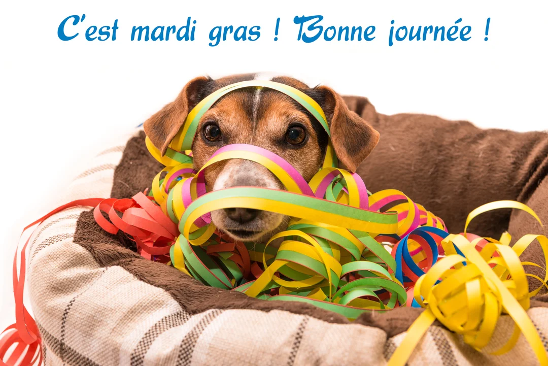 Un petit chien marron et blanc est assis dans son panier, le regard fixé sur l'objectif, enchevêtré dans des serpentins de fête multicolores.
