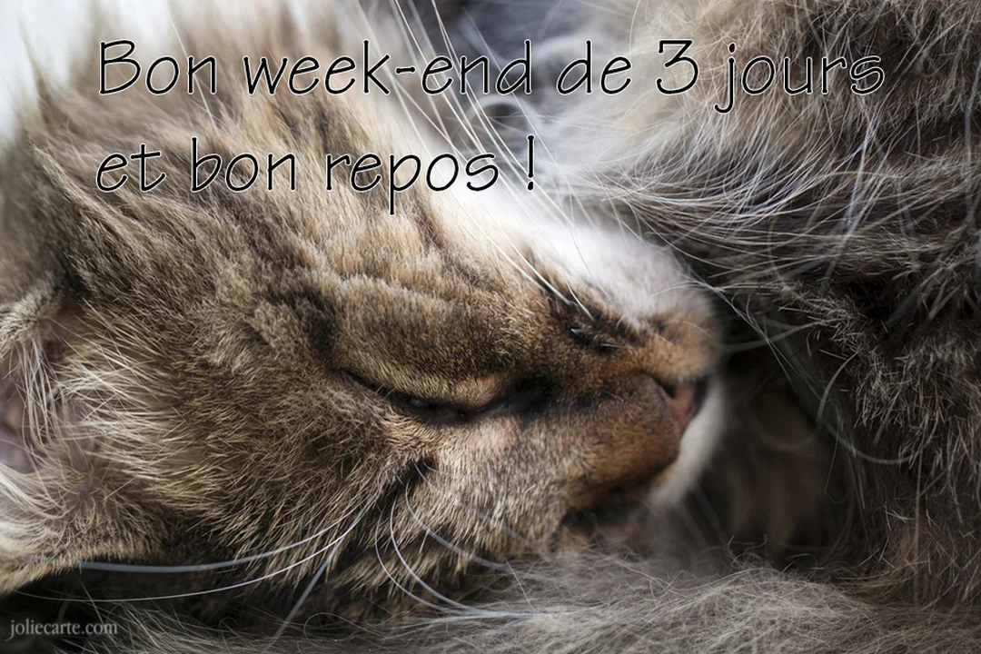 Gros plan sur un chat tigré aux poils longs, profondément endormi, avec les yeux fermés et le museau blotti dans sa fourrure.