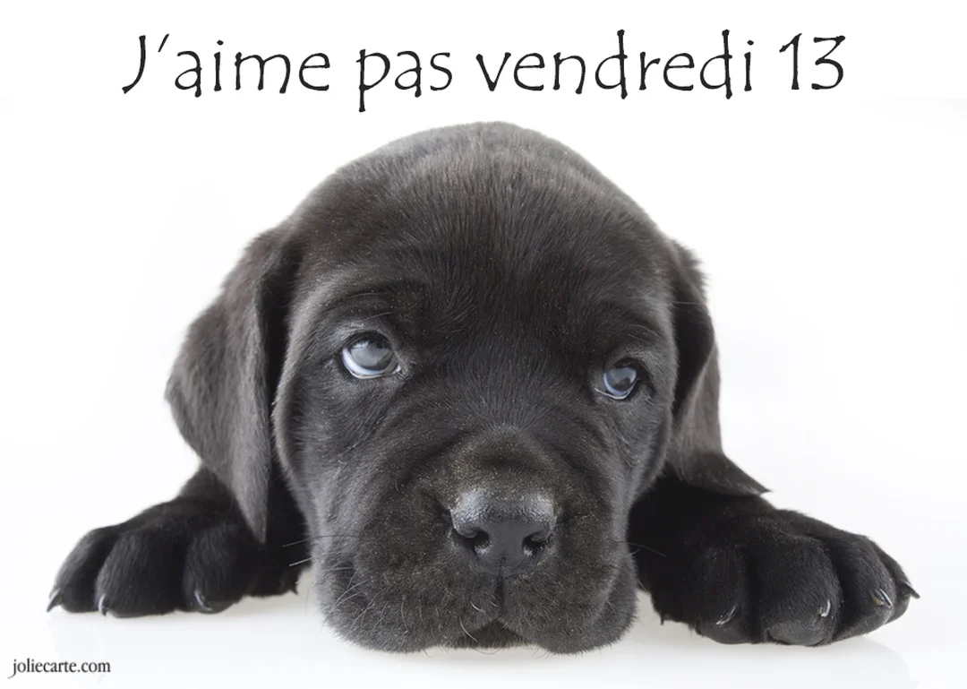 Un adorable chiot noir est couché sur fond blanc, regardant la caméra avec de grands yeux tristes, sous le texte 'J'aime pas vendredi 13'.