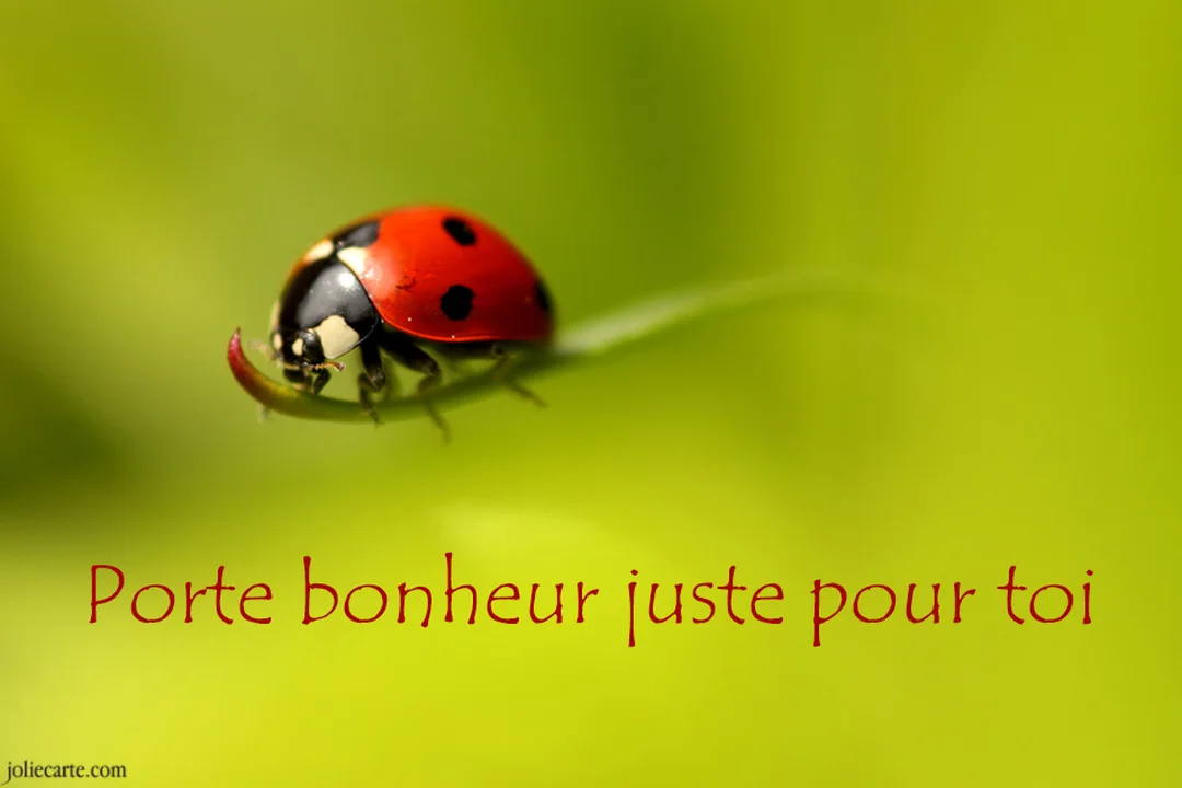 Une coccinelle rouge à pois noirs est photographiée en macro sur une feuille verte, avec un arrière-plan flou de couleur vert anis.