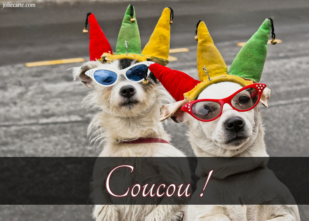 Deux chiens blancs de face portent des chapeaux de bouffon à grelots et des lunettes de soleil fantaisie sur un fond de route goudronnée.