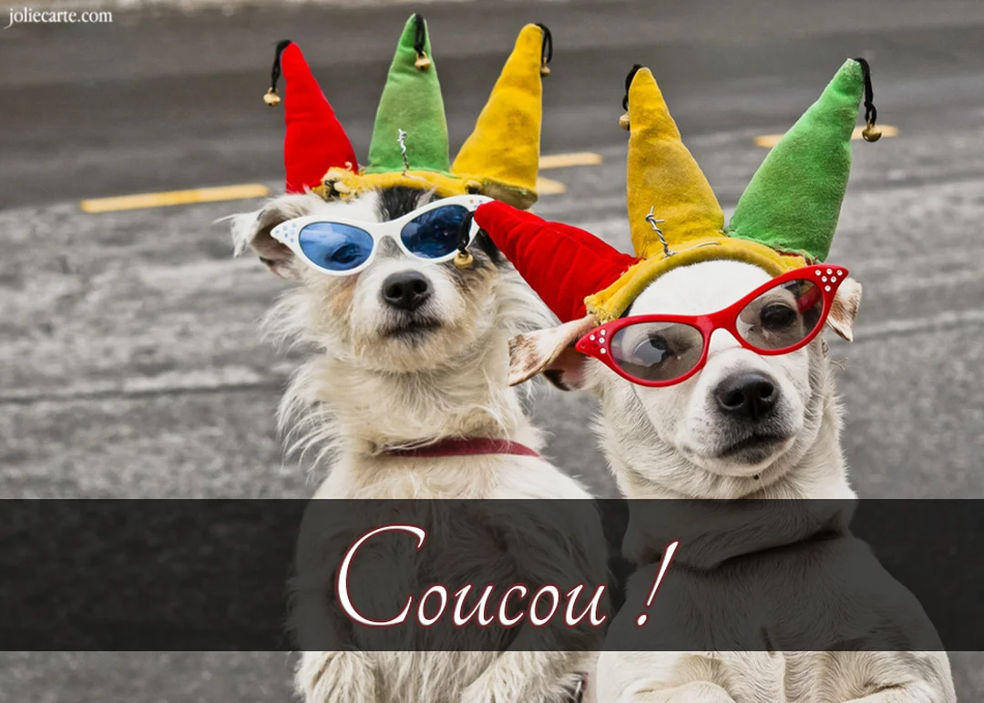 Deux chiens blancs de face portent des chapeaux de bouffon à grelots et des lunettes de soleil fantaisie sur un fond de route goudronnée.