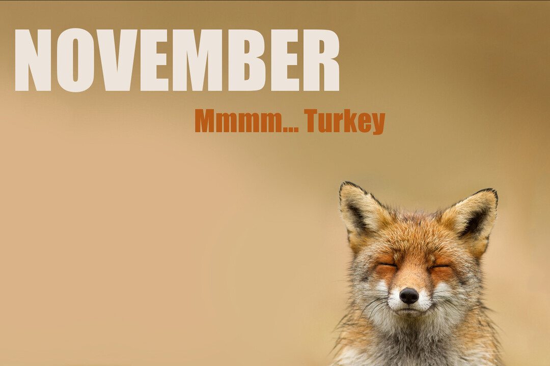 Un renard roux ferme les yeux avec une expression de pur bonheur sous le texte 'November... Mmmm... Turkey' sur un fond marron.