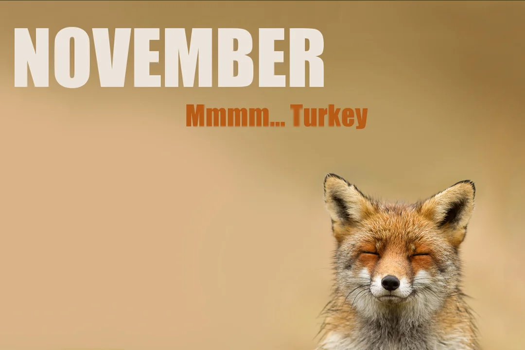 Un renard roux ferme les yeux avec une expression de pur bonheur sous le texte 'November... Mmmm... Turkey' sur un fond marron.
