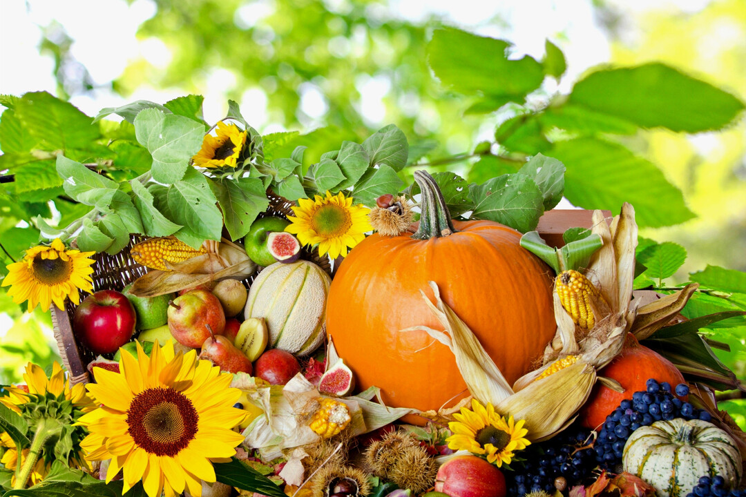 Une nature morte photographique présente une abondante récolte d'automne, avec une grosse citrouille orange, des tournesols et divers fruits de saison.