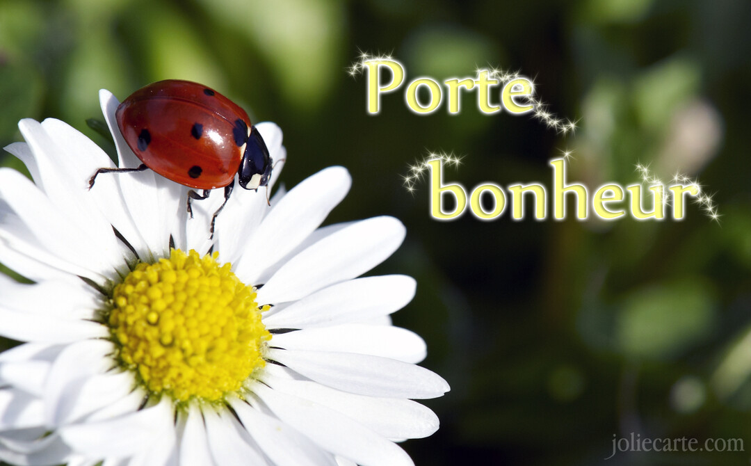 Photographie en gros plan d'une coccinelle rouge posée sur une fleur de pâquerette blanche, avec le texte 'Porte bonheur' écrit en lettres jaunes scintillantes.