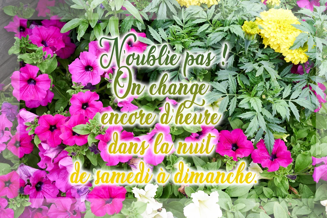 Une composition florale de pétunias roses et de tagètes jaunes sert de fond au message rappelant le changement d'heure à venir.