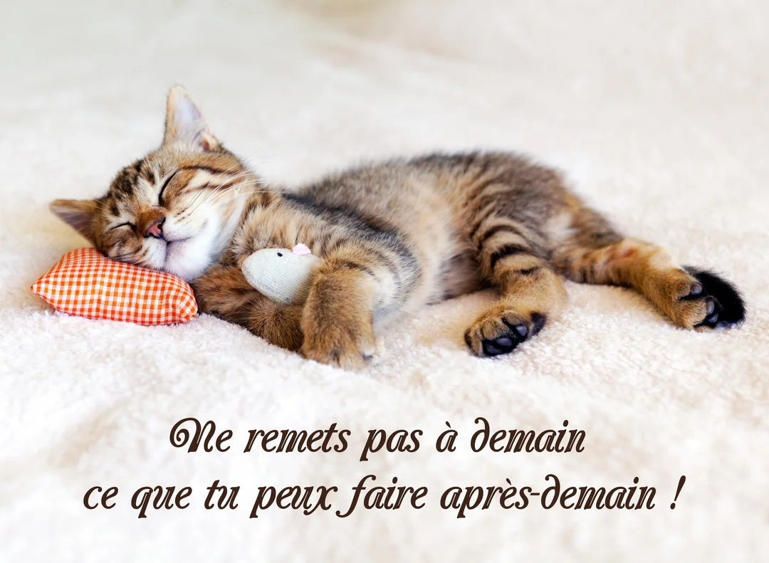 Un jeune chat tigré souriant dort sur une couverture blanche, sa tête posée sur un oreiller à carreaux, serrant une petite souris en peluche.