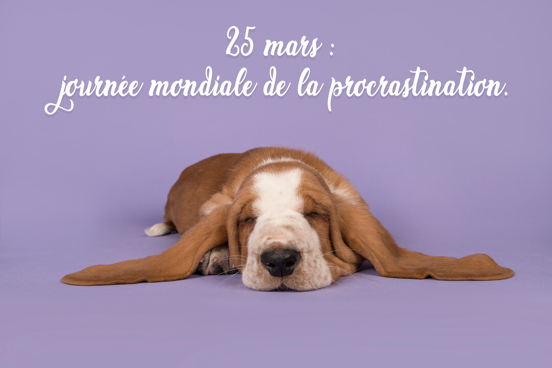 Un adorable chiot Basset Hound marron et blanc dort paisiblement, étalé de tout son long sur un fond uni de couleur lavande.