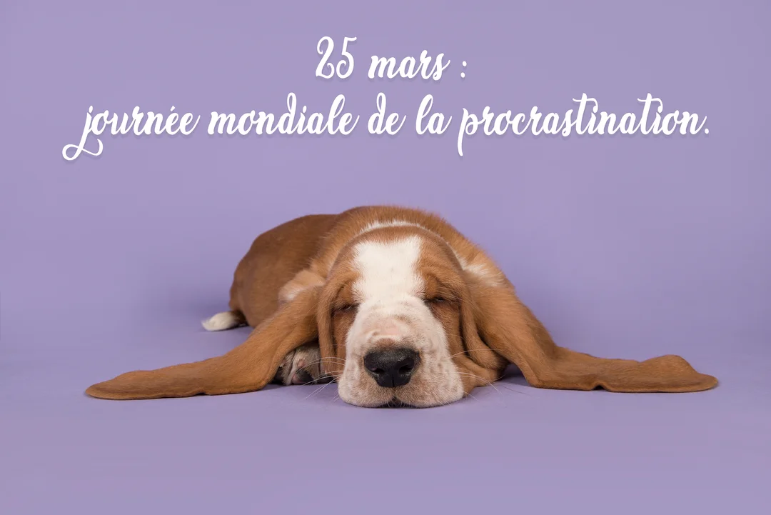 Un adorable chiot Basset Hound marron et blanc dort paisiblement, étalé de tout son long sur un fond uni de couleur lavande.