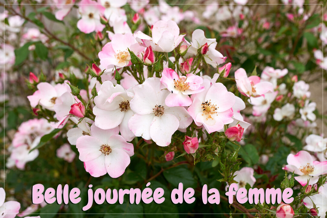 Une photographie en gros plan d'un rosier luxuriant aux multiples fleurs d'églantines roses et blanches, symbolisant la beauté et la délicatesse féminines.