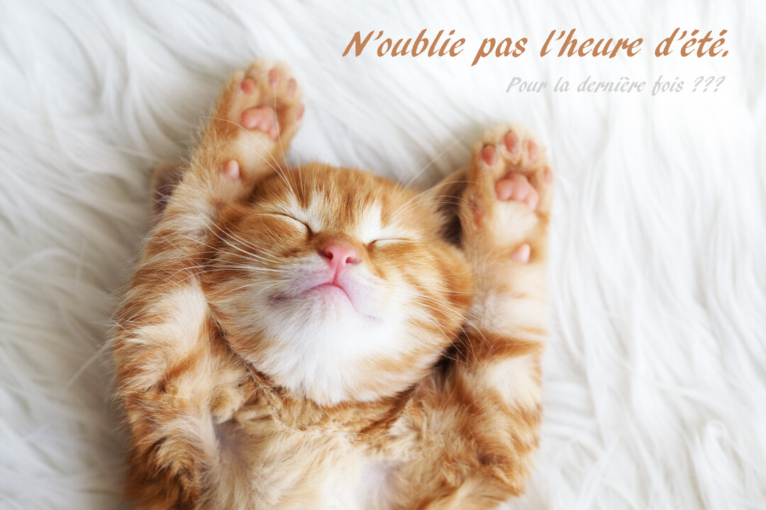 Un jeune chaton roux dort paisiblement sur le dos sur une fourrure blanche, les quatre pattes levées en l'air, montrant ses coussinets.