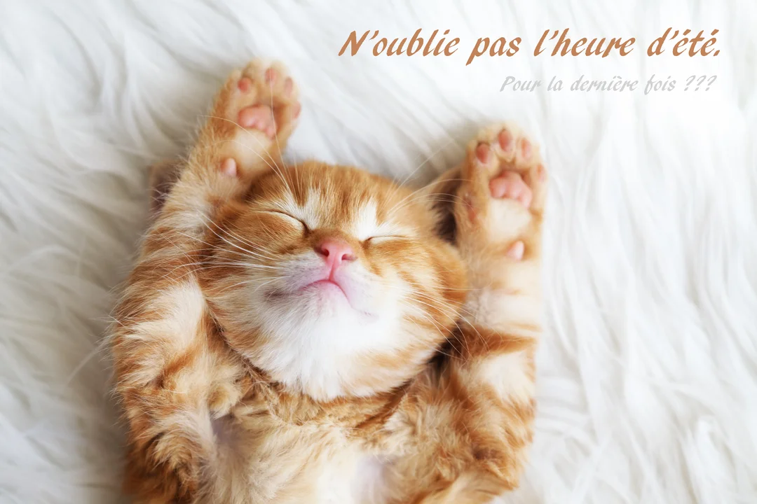 Un jeune chaton roux dort paisiblement sur le dos sur une fourrure blanche, les quatre pattes levées en l'air, montrant ses coussinets.