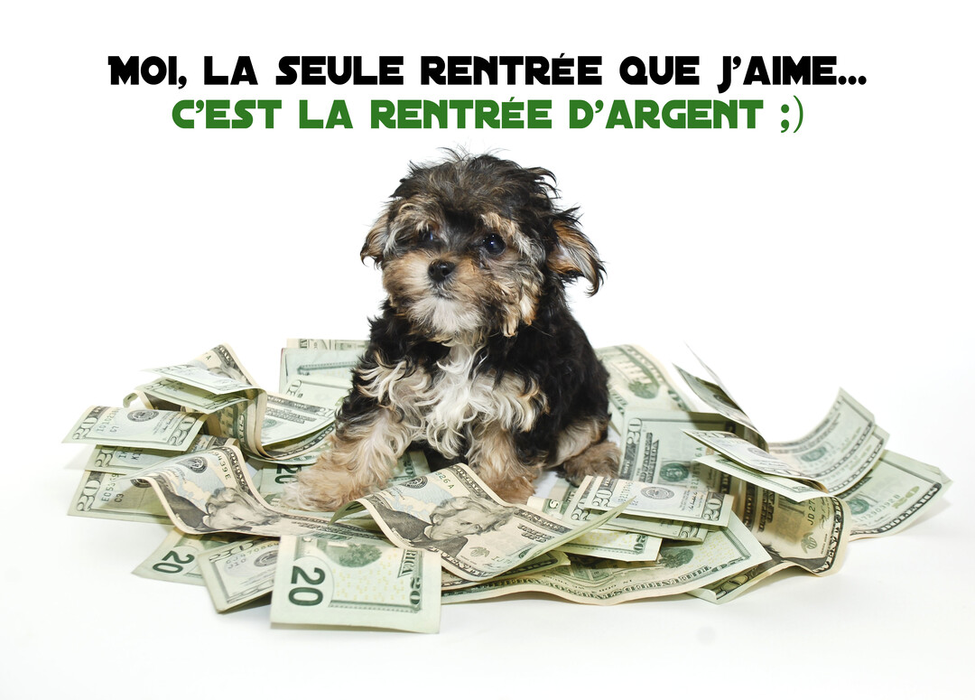 Un petit chiot de type Yorkshire est assis fièrement sur une pile de billets de dollars américains, sur un fond entièrement blanc.