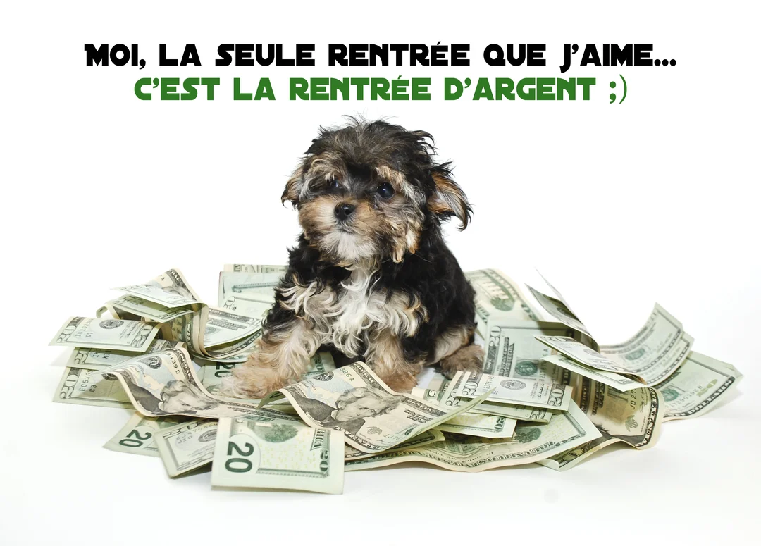 Un petit chiot de type Yorkshire est assis fièrement sur une pile de billets de dollars américains, sur un fond entièrement blanc.