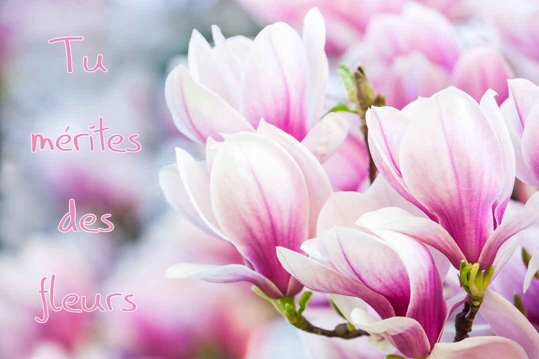 Gros plan sur des fleurs de magnolia épanouies, roses et blanches, avec un texte manuscrit rose superposé sur un fond flou.