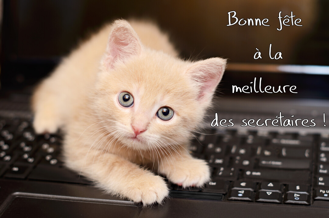 Un jeune chaton couleur crème est allongé sur le clavier noir d'un ordinateur portable, fixant l'objectif avec de grands yeux interrogateurs.