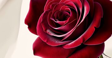 Aperçu de la carte : Joyeux Anniversaire