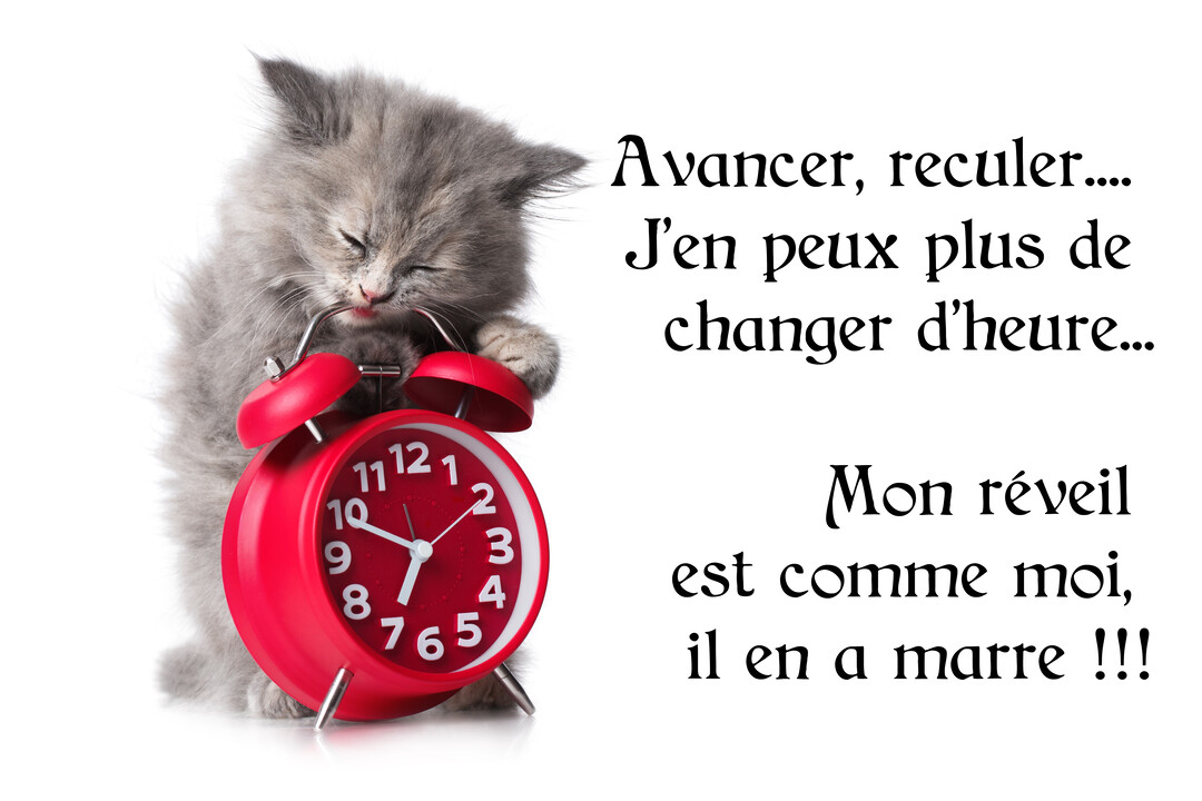 Sur fond blanc, un chaton gris pelucheux aux yeux fermés semble mordre l'anneau d'un réveil à cloches rouge vif.