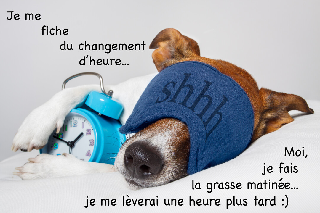 Un chien Jack Russell marron et blanc dort profondément dans un lit, portant un masque de sommeil bleu et serrant un réveil.