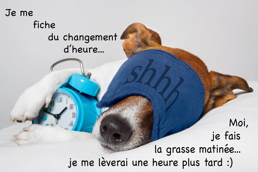 Un chien Jack Russell marron et blanc dort profondément dans un lit, portant un masque de sommeil bleu et serrant un réveil.
