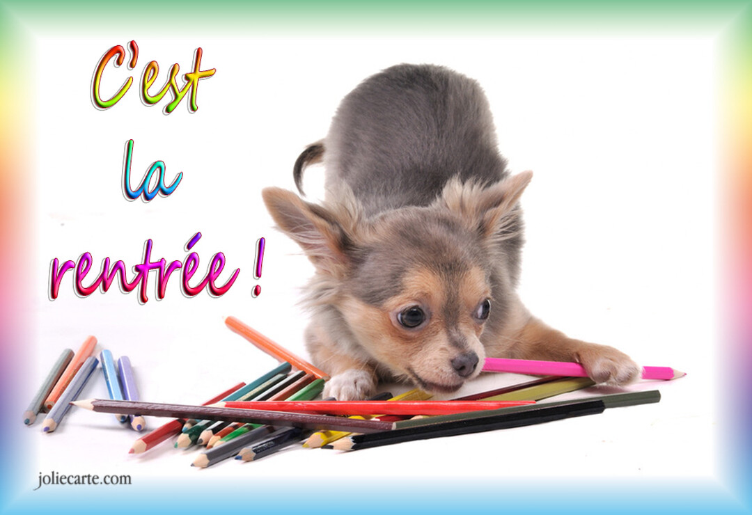 Un petit chien chihuahua à poil long est penché au-dessus d'une pile de crayons de couleur, en mordillant un crayon rose.