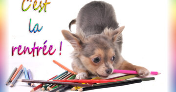 Aperçu de la carte : C'est la rentrée !