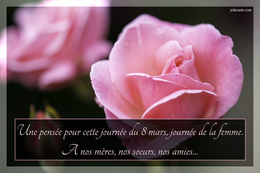 Gros plan sur une magnifique rose rose aux pétales veloutés, sur un fond sombre, avec un texte de vœux pour la Journée de la Femme.