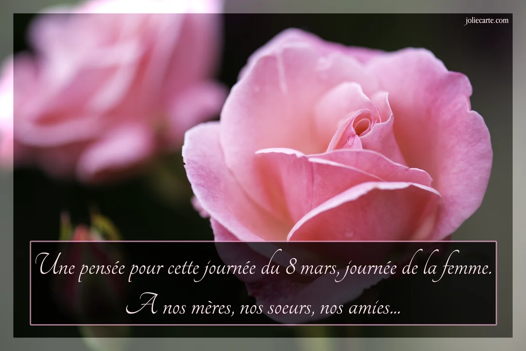 Gros plan sur une magnifique rose rose aux pétales veloutés, sur un fond sombre, avec un texte de vœux pour la Journée de la Femme.