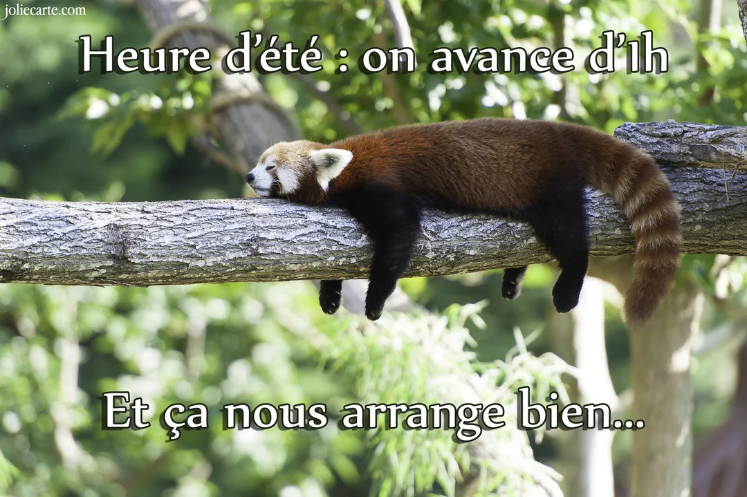 Un panda roux endormi est nonchalamment étendu sur une grosse branche d'arbre, avec ses pattes pendant dans le vide, en pleine journée.